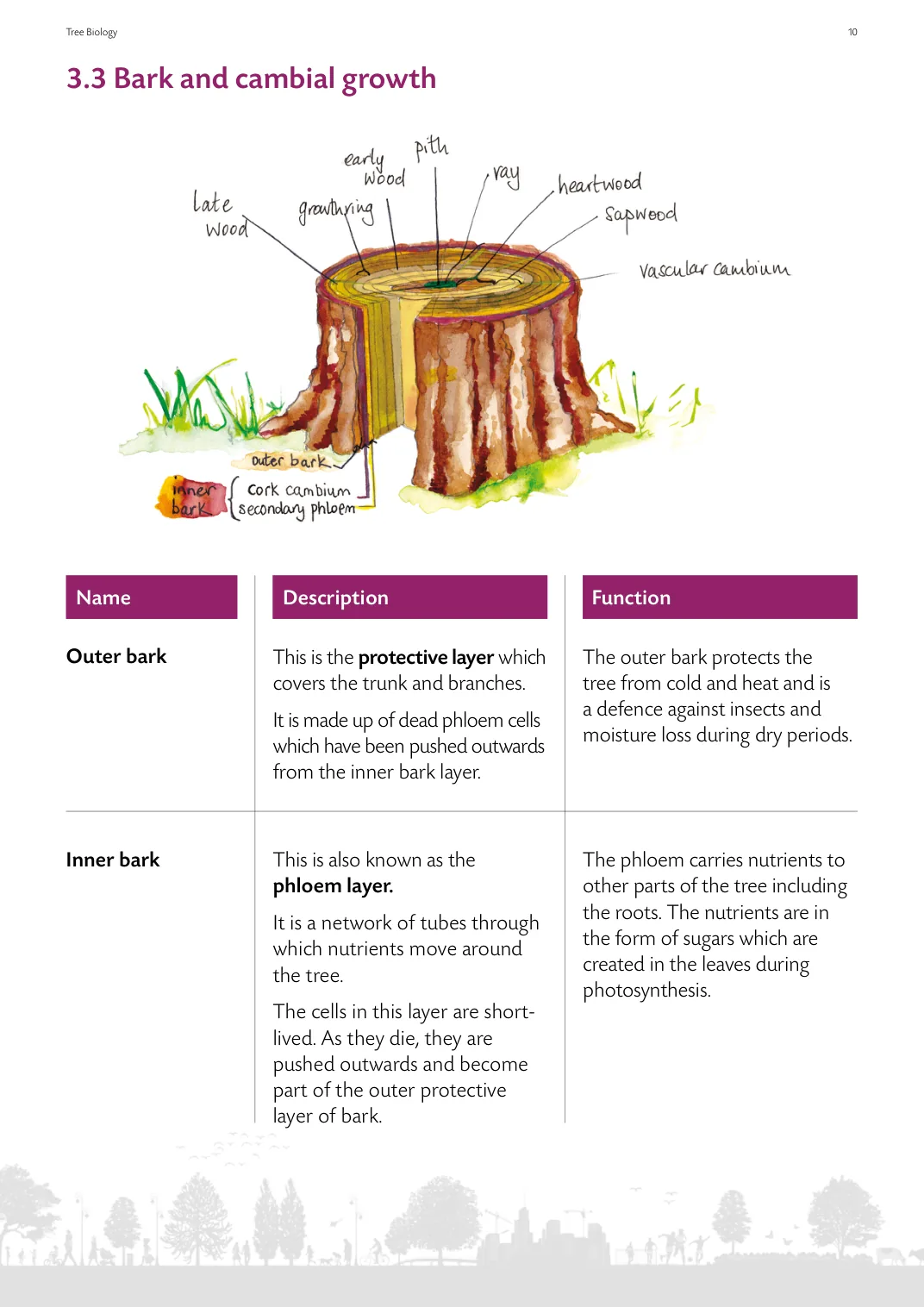 Page from the guide showing bark and cambial growth