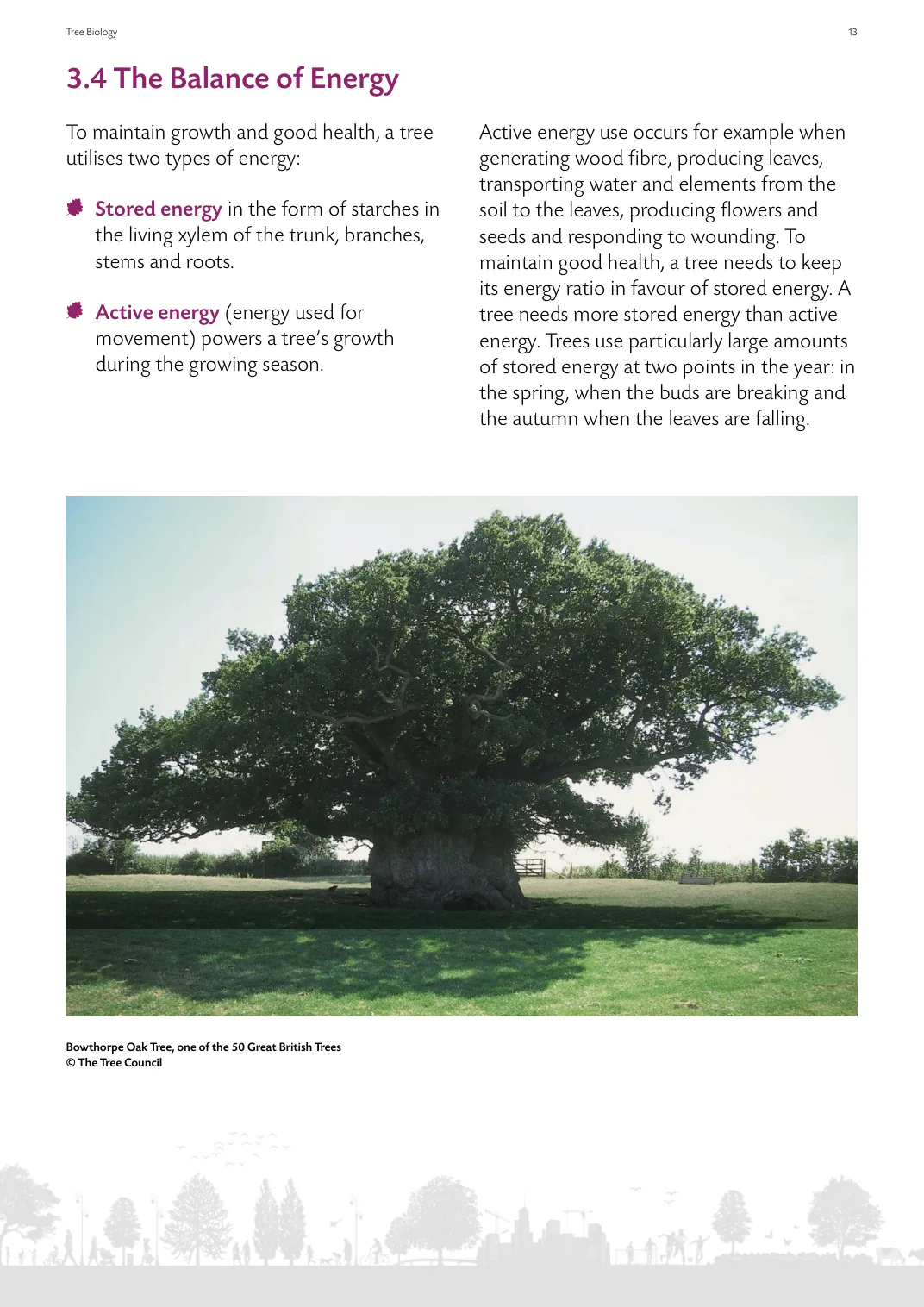 Page from the guide showing the balance of energy in trees
