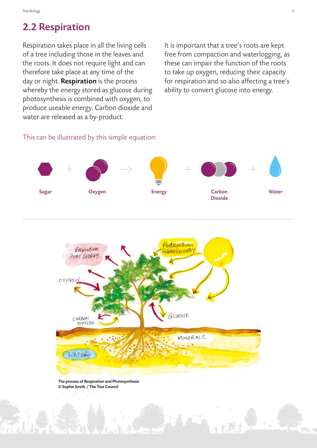 Page from the guide showing photosynthesis and respiration