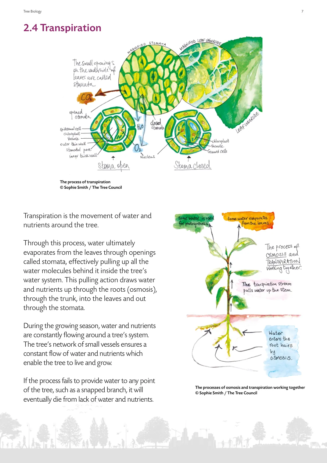 Page from the guide showing osmosis and transpiration