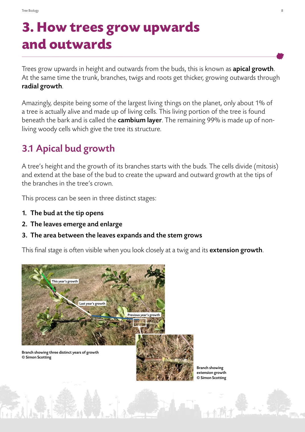 Page from the guide showing apical bud growth