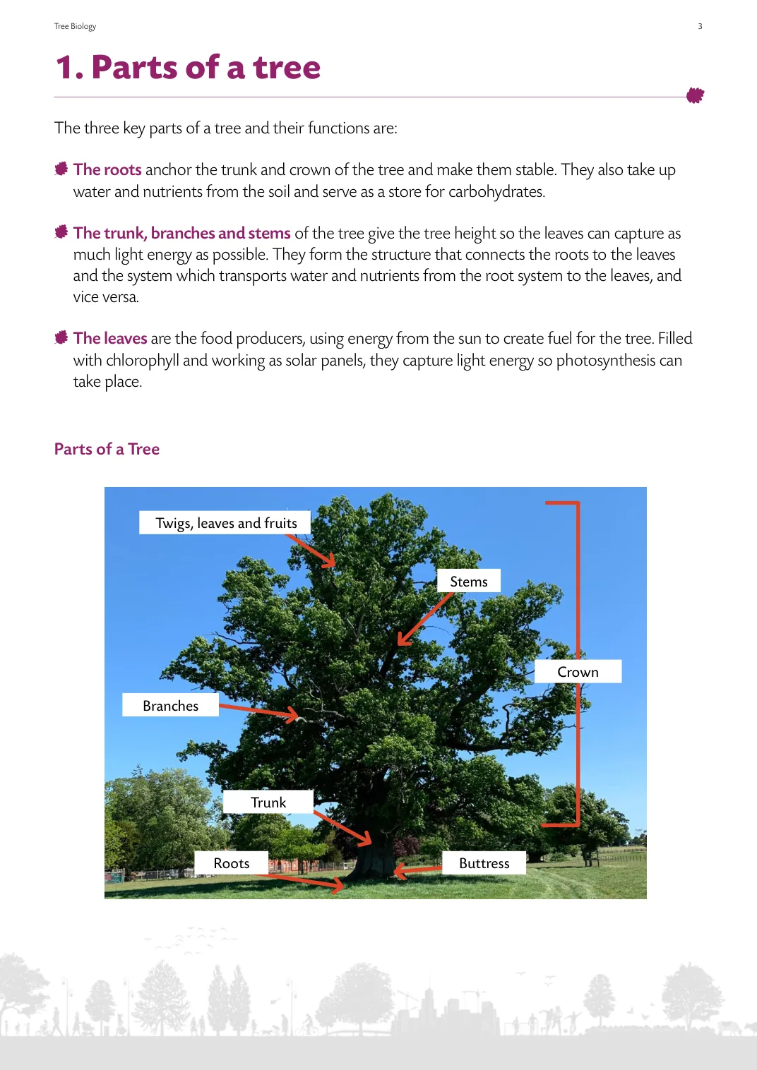Diagram page showing the main parts of a tree