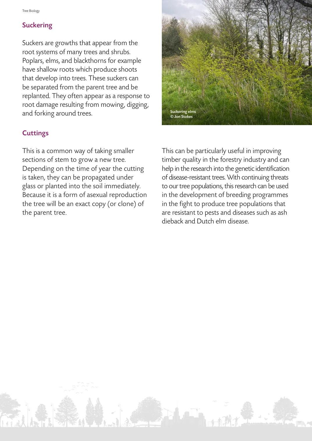 Page from the guide showing suckering and cuttings